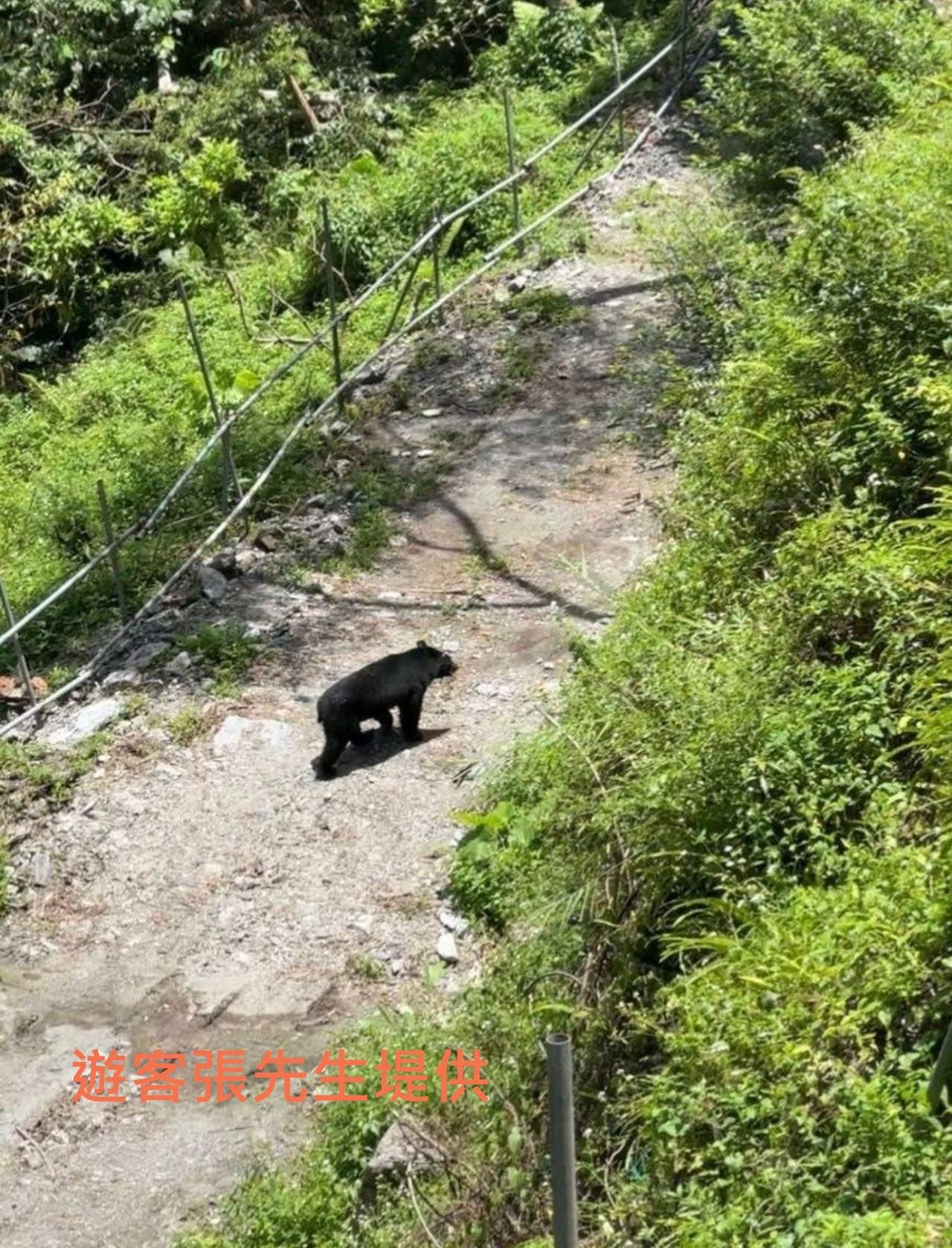 ▲▼居民來上千次首見！玉山東部園區3天2件「台灣黑熊出沒」遊客驚。（圖／玉管處）