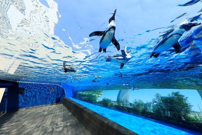 東京必玩水族館　看企鵝在空中游泳