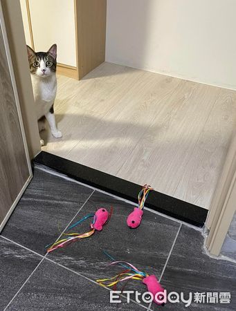 ▲媽媽廁所上太久...貼心貓「叼來一堆玩具」　躲在門邊：陪我玩！（圖／網友Nico Wang提供，請勿隨意翻拍，以免侵權。）