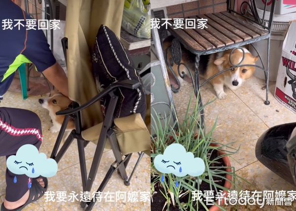 ▲出國把愛犬寄養在阿嬤家！結果不回家了　見主人來接超兇還躲起來（圖／粉專「蘇家四兄妹:蘇祕魯,蘇jojo,蘇sake,蘇vaga」提供，請勿隨意翻拍，以免侵權。）