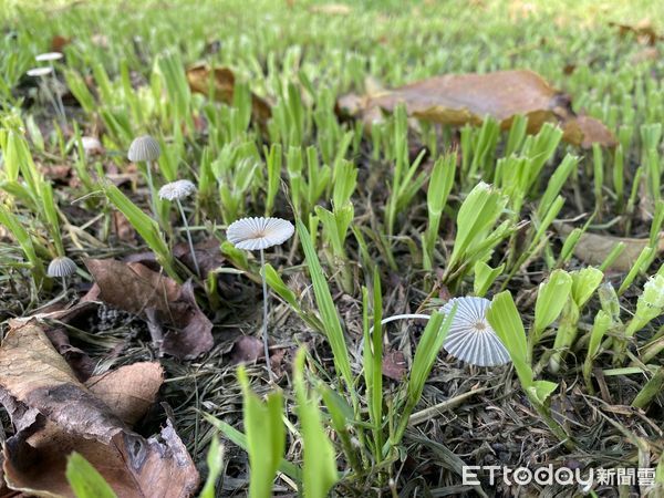 ▲在梅雨期間天天都可以看到各種五彩繽紛的菇類，現身園區各個角落，因此在雨季找尋菇菇團的身影，也成為參觀水道博物館的一件趣事。（圖／記者林東良翻攝，下同）