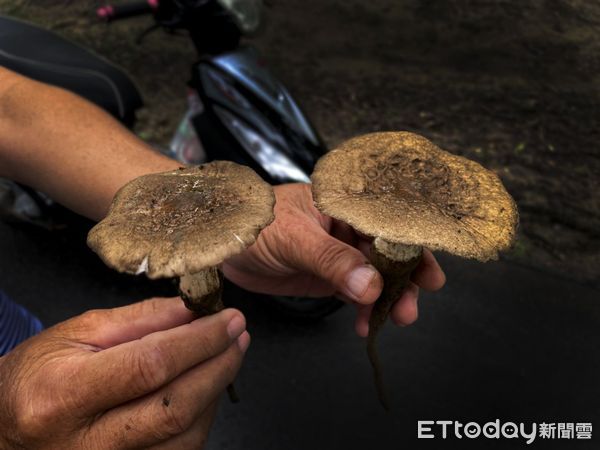 ▲在梅雨期間天天都可以看到各種五彩繽紛的菇類，現身園區各個角落，因此在雨季找尋菇菇團的身影，也成為參觀水道博物館的一件趣事。（圖／記者林東良翻攝，下同）