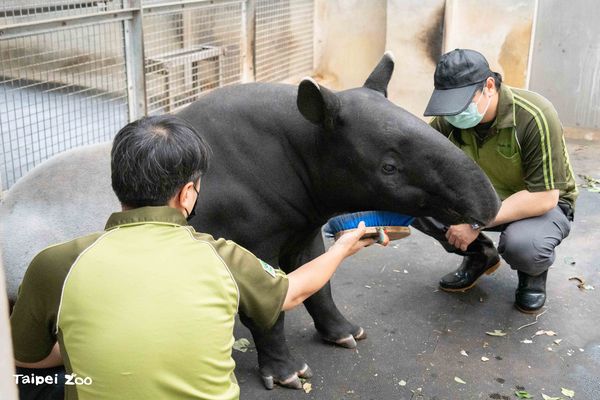 台北市立動物園馬來貘家族。（圖／台北市立動物園提供）