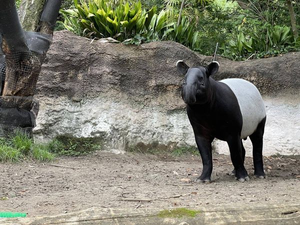 馬來貘英雄。（圖／翻攝自橫濱動物園官網）