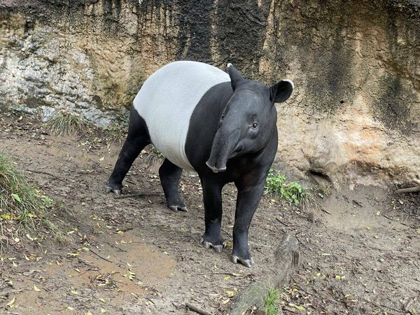 馬來貘英雄。（圖／翻攝自橫濱動物園）