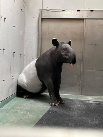 馬來貘英雄。（圖／翻攝自橫濱動物園）