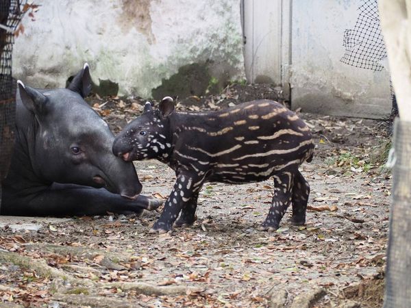 馬來貘英雄。（圖／翻攝自橫濱動物園）