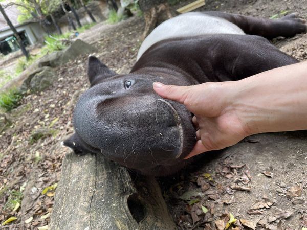 馬來貘英雄。（圖／翻攝自橫濱動物園）