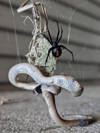 毒蛇毒蛛對決。（圖／翻攝自臉書@Snake Catchers Adelaide）