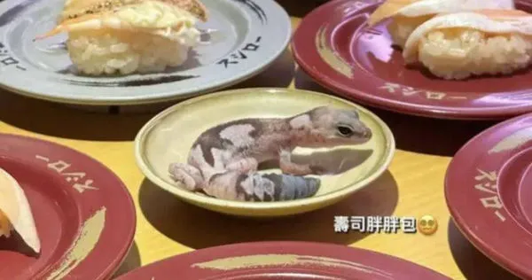 女大生到壽司郎用餐，竟把守宮擺在醬料碟上。（圖／翻攝自Dcard）