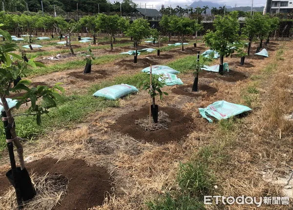 ▲有機肥料務必要覆土減少異味。（圖／記者楊漢聲翻攝）