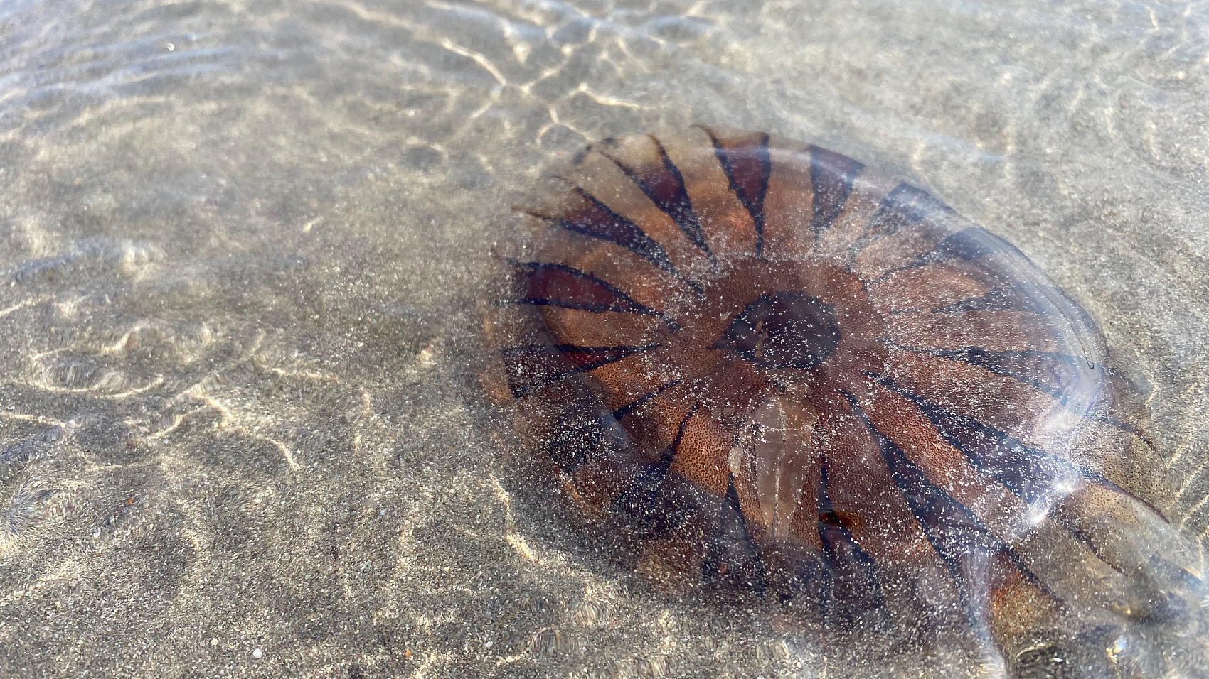 ▲▼ 水母,羅盤水母,Compass jellyfish,指南針水母。（圖／VCG）