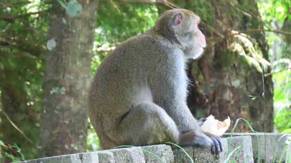 ▲▼猴子搶包子             。（圖／蘇家弘提供）