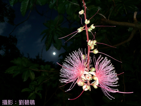 ▲榮星花園公園在賞螢季過後，「穗花棋盤腳」已於6月中起陸續開花，預計7月中上旬結束。（圖／公園處提供）