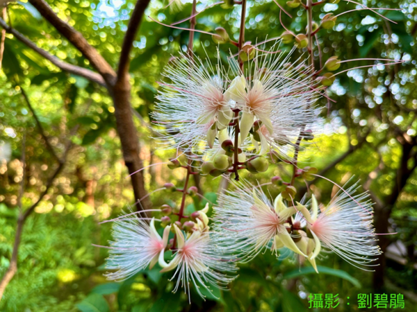 ▲榮星花園公園在賞螢季過後，「穗花棋盤腳」已於6月中起陸續開花，預計7月中上旬結束。（圖／公園處提供）