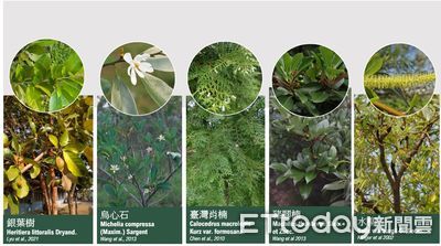 暖化讓植物成空污幫凶　學者嘆「惡性循環」：重點在管制人為污染