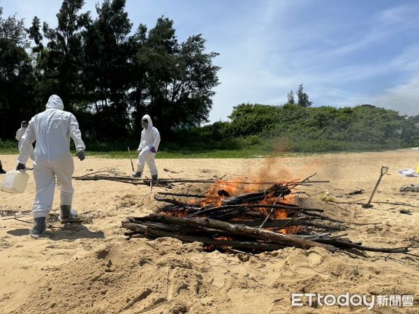 ▲烈嶼鄉青岐港發現大陸海漂豬，後續檢出非洲豬瘟病毒核酸陽性 。（圖／記者林名揚翻攝）