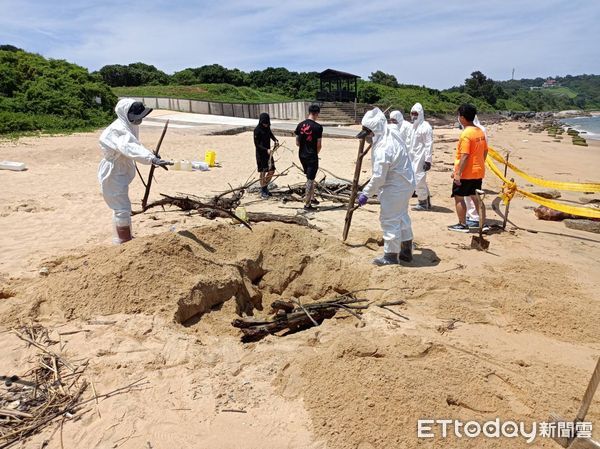 ▲烈嶼鄉青岐港發現大陸海漂豬，後續檢出非洲豬瘟病毒核酸陽性 。（圖／記者林名揚翻攝）