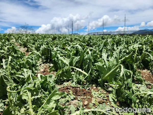 ▲仁愛鄉於今年6月底因冰雹造成嚴重農損。（圖／資料照片，翻攝「南投縣政府」臉書粉專）