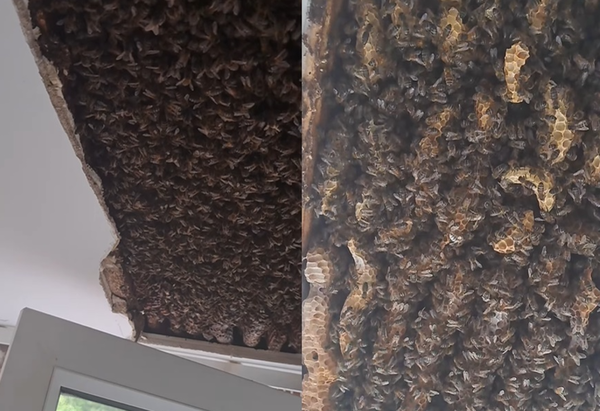 孩童睡覺聽到嗡嗡聲　天花板發現超巨型蜂巢「18萬隻蜜蜂竄動」。（圖／翻攝自Instagram／lochnesshoney）