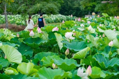 2024桃園蓮花季開幕　蓮田綻放蓮花歡迎來欣賞