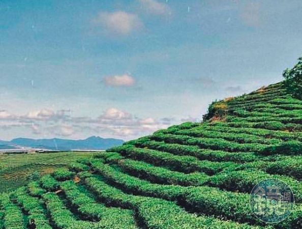 越南大勒山的茶園（圖）幾乎都由台商經營，進口來台的數量龐大。（讀者提供）