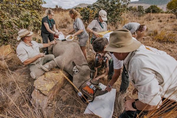 南非專家在犀牛角內植入放射性物質，藉以抵禦盜獵。（圖／翻攝自Wits - University of the Witwatersrand）