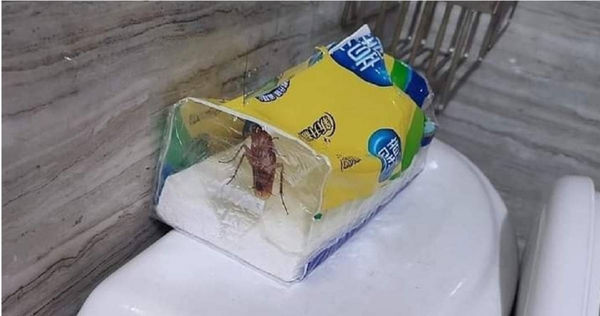 衛生紙遭到一隻肥大蟑螂入侵，嚇得原PO當機立斷，馬上將整包衛生紙丟入塑膠袋中，接著綁死扔進垃圾桶。（圖／擷取自Facebook／爆料公社）
