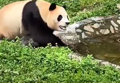 朝貓熊場地吐口水、丟東西！　奧客被終身禁止入園
