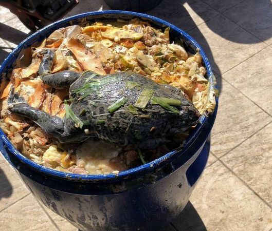 ▲廚餘桶被丟入大青蛙跟鼠屍。（圖／清潔隊提供）