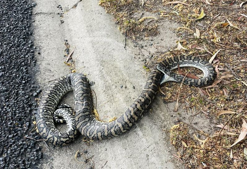 ▲▼蟒蛇被車撞擊！竟「咬住自己」死去　專家曝背後原因。（圖／翻攝自臉書／Sunshine Coast Snake Catchers 24/7）