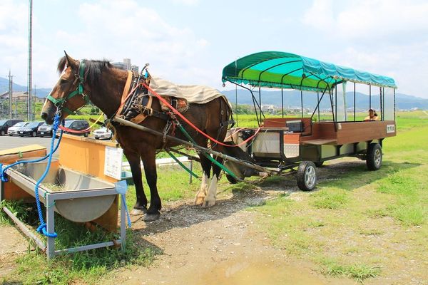 ▲▼嵐山小火車原本就是我的口袋名單，之前帶小櫻桃到嵐山旅遊的時候，因為沒有提早預約所以沒有搭到，這次算是意外的收獲！。（圖／部落客飛天璇的口袋授權提供，勿擅自翻攝）