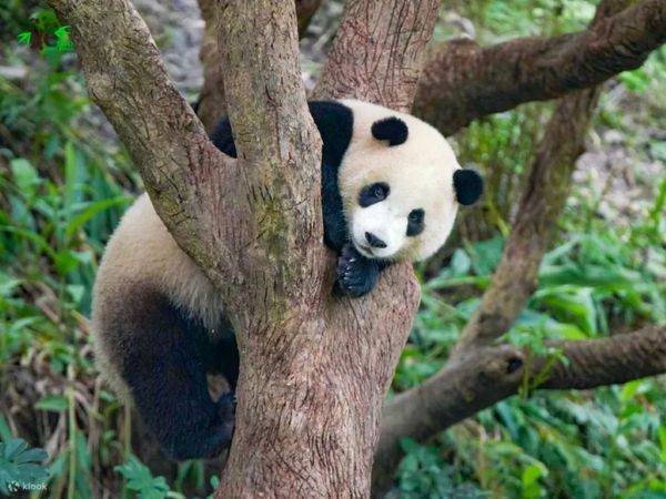 ▲台北市立動物園,貝兒絲樂園,台北六福萬怡酒店豪華客房。（圖／台北六福萬怡酒店提供）