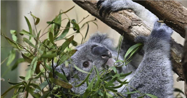 澳洲無尾熊動物園開第一槍，取消無尾熊抱抱活動。（示意圖／達志／美聯社）