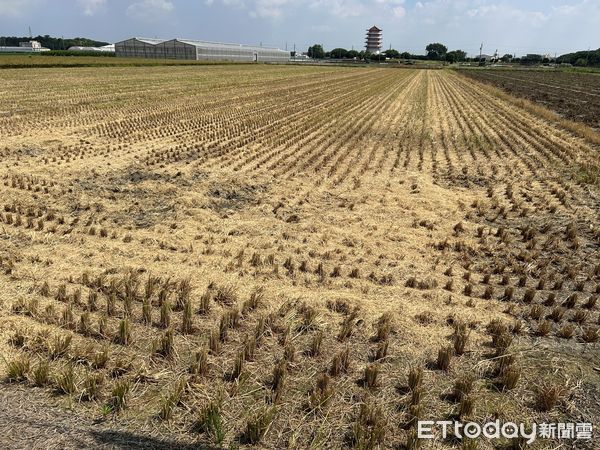 ▲雲林崙背鄉一處稻田2分半稻田遭「割稻尾」，經查為烏龍收割。（圖／記者蔡佩旻攝）