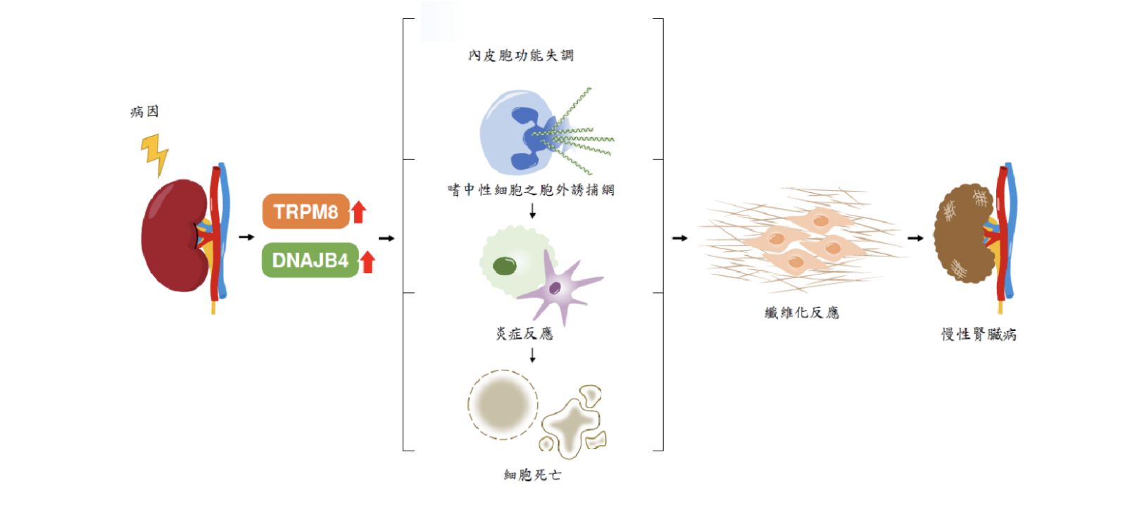 ▲▼台大醫院與台北榮總團隊發現讓慢性腎病變嚴重的關鍵2大基因「TRPM8」及「DNAJB4」，相關致病機轉。（圖／記者洪巧藍翻攝）