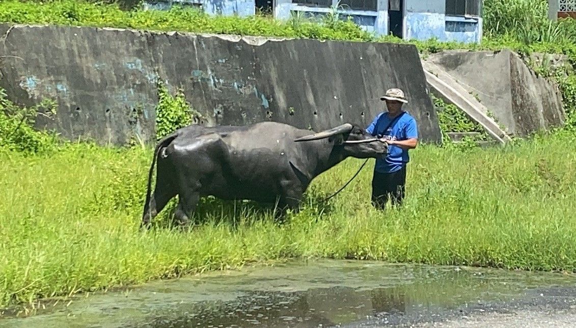 ▲新北大漢溪19頭水牛遷居台東長濱。（圖／新北市高灘處提供）