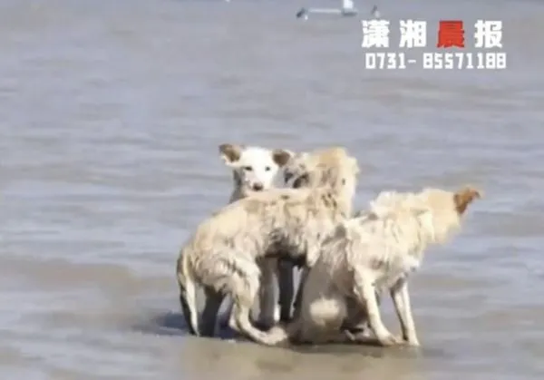 ▲▼洞庭湖決堤　狗狗們「洪水中求生」畫面曝光。（圖／翻攝瀟湘晨報）