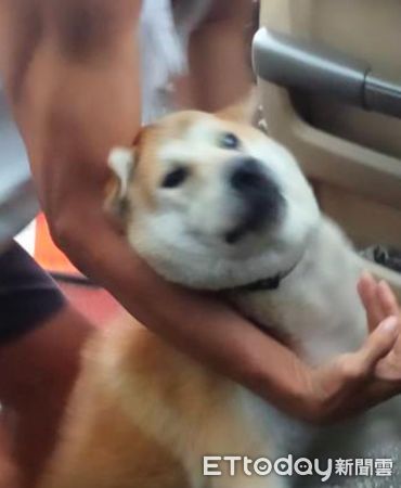 ▲▼是冷氣！校犬直衝駕駛座　被架住「擠雙下巴掙扎」：我不要下車。（圖／Threads@jia._177授權提供）