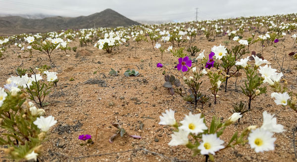▲智利阿塔卡瑪沙漠（Atacama desert）罕見開出沙漠之花。（圖／路透社提供）