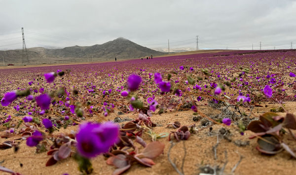 ▲智利阿塔卡瑪沙漠（Atacama desert）罕見開出沙漠之花。（圖／路透社提供）