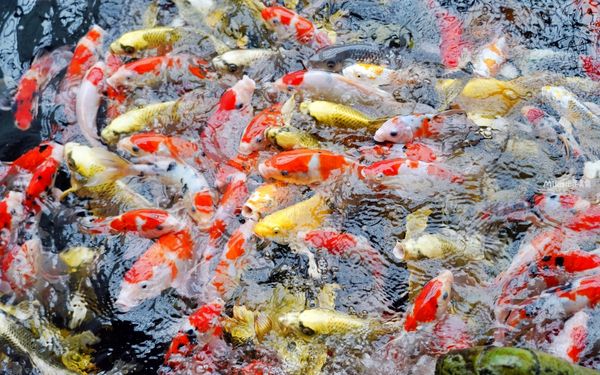 ▲▼桃園人的秘境，舊雞舍改建的多肉植物園餐廳。（圖／部落客Mika提供）