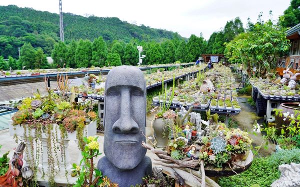 ▲▼桃園人的秘境，舊雞舍改建的多肉植物園餐廳。（圖／部落客Mika提供）