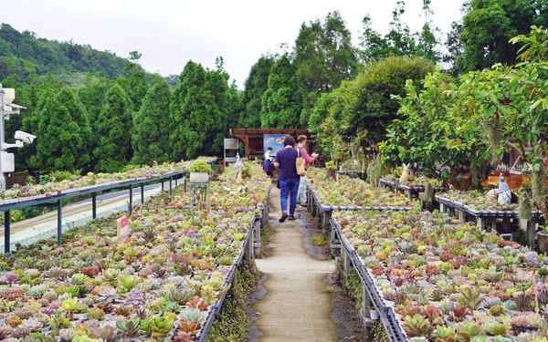 ▲▼桃園人的秘境，舊雞舍改建的多肉植物園餐廳。（圖／部落客Mika提供）