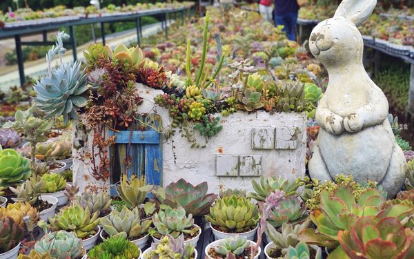 ▲▼桃園人的秘境，舊雞舍改建的多肉植物園餐廳。（圖／部落客Mika提供）