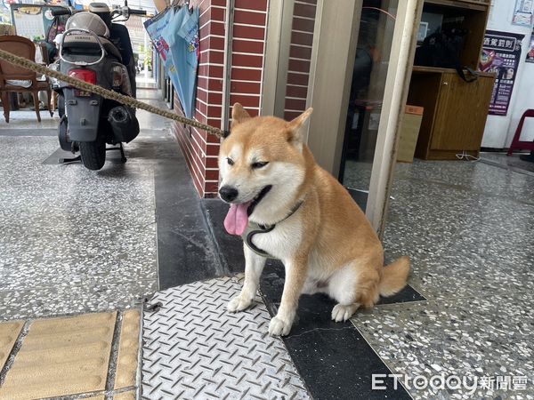 ▲▼一名女騎士日前在騎乘機車途中，遭一隻柴犬突然跳上機車，最後帶著這隻柴犬前往派出所尋求警方協助。（圖／記者吳世龍翻攝）