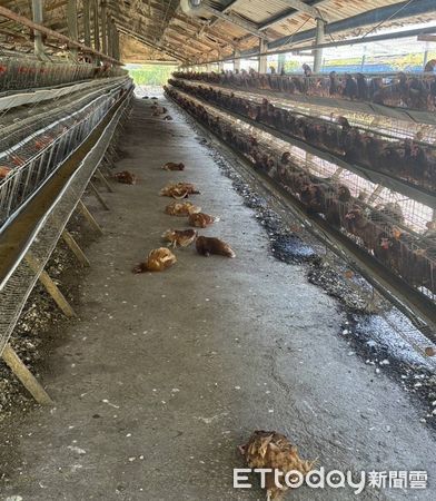 ▲南部傳出有蛋雞場雞隻熱到暴斃，蛋農損失慘重。（圖／業者提供）