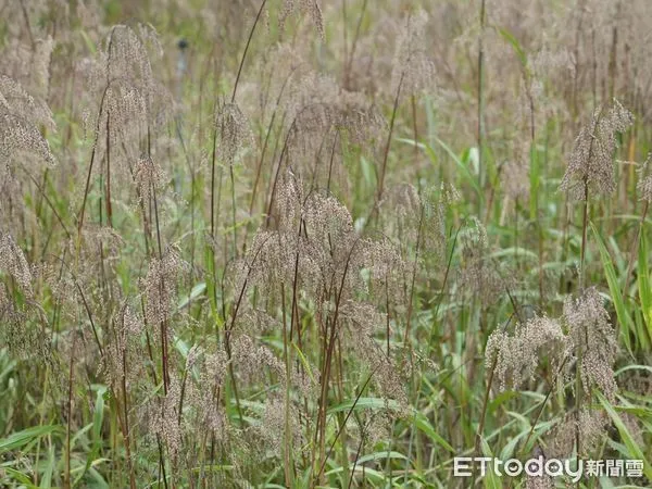 ▲臺灣油芒             。（圖／高雄區農改場提供）