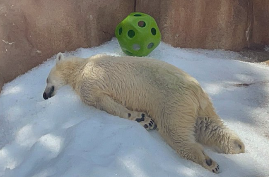 ▲日本動物園「北極熊躺冰塊」熱到受不了！　網心疼：人類對不起你（圖／翻攝自X／Miyukin_NYC）