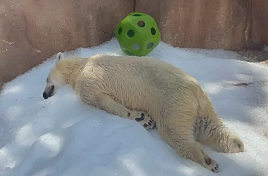 ▲日本動物園「北極熊躺冰塊」熱到受不了！　網心疼：人類對不起你（圖／翻攝自X／Miyukin_NYC）